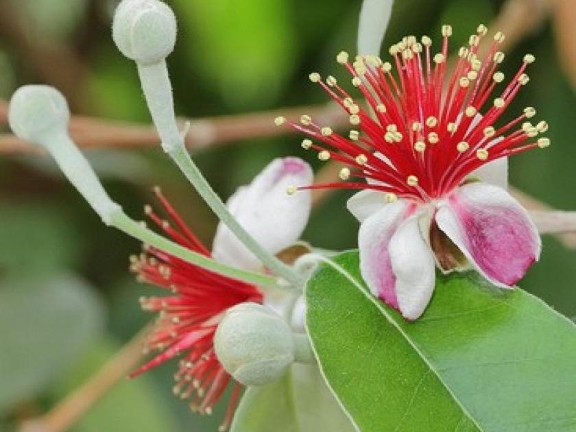 Feijoa Βίλα Saint-Gely-du-Fesc Εξωτερικό φωτογραφία